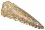 Fossil Spinosaurus Tooth - Real Dinosaur Tooth #357794-1